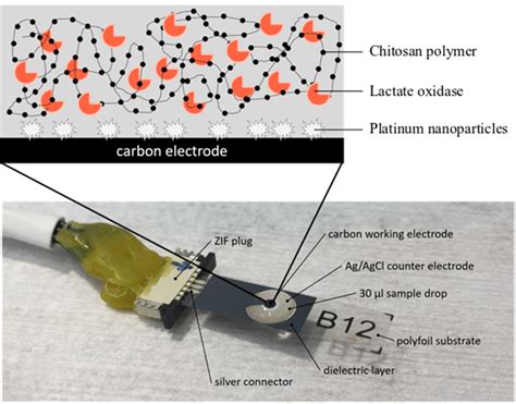 A An A Sheet Containing Screen Printed Electrochemical Sensors