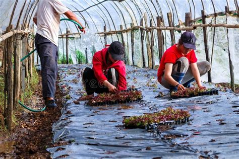 La Femme Plantant De Jeunes Usines Dans Le Sol De Jardin Jeunes Femmes