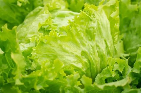 How To Chop Iceberg Lettuce For Salad Whisking Kitchen