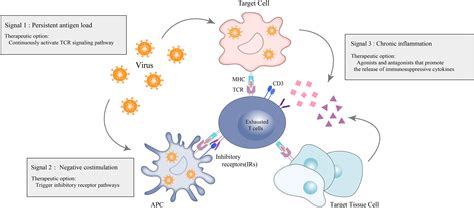 Frontiers T Cell Exhaustion In Immune Mediated Inflammatory Diseases