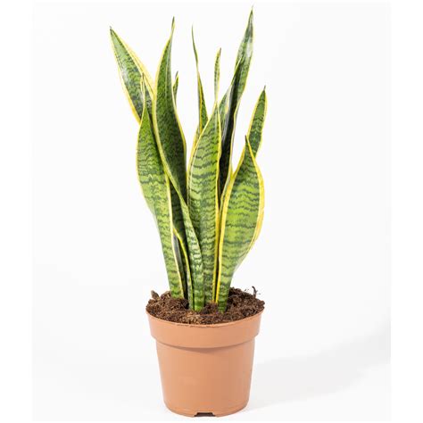 Sansevieria Black Coral - Plant Olive - Online Garden Center