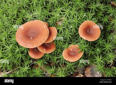 Camphor Spurge Lactarius Camphoratus Gelderland Netherlands Stock