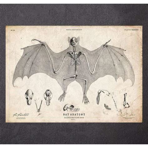 Bat Anatomy | Medshop Australia