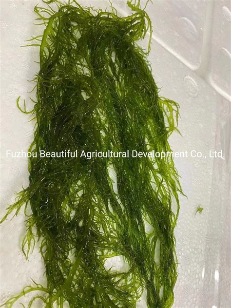 Food Grade Cooked Red Gracilaria Seaweed From Fujian Fuzhou China