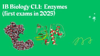 IB Biology C1 1 Enzymes First Exams In 2025 By Engaging Science For All