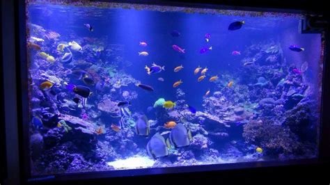 New Pr72 Super Blue Led Over 6000 Gallon Aquarium •orphek