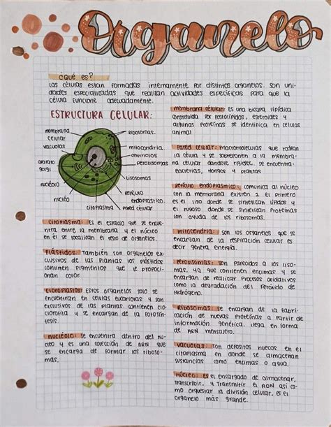 Apuntes bonitos Biología Apuntes de clase Notas de biología Biología