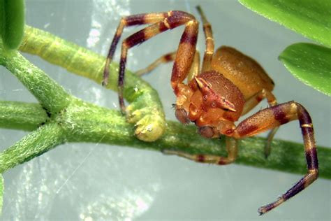 Spectacular Crab Spider Spiders Of Karnataka INaturalist