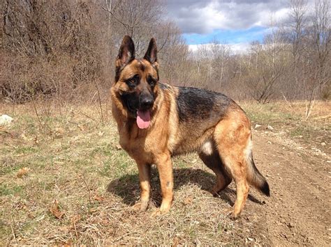 Dog German Shepherd Gsd · Free photo on Pixabay
