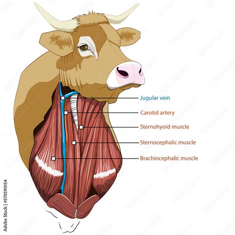 Sistema Muscular Y Sanguíneo Del Cuello De Un Bovino Principales