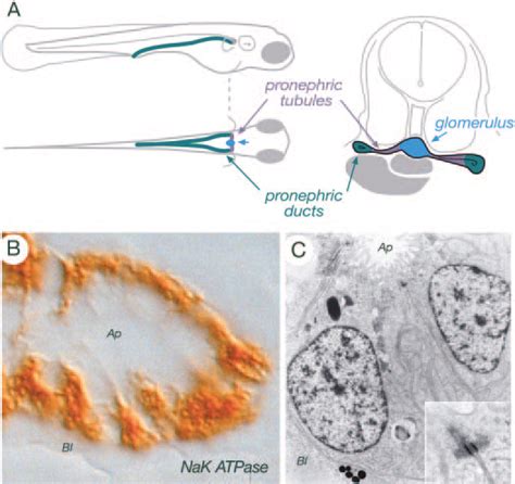 Structure Of The Functional Larval Pronephros A Diagram Of The