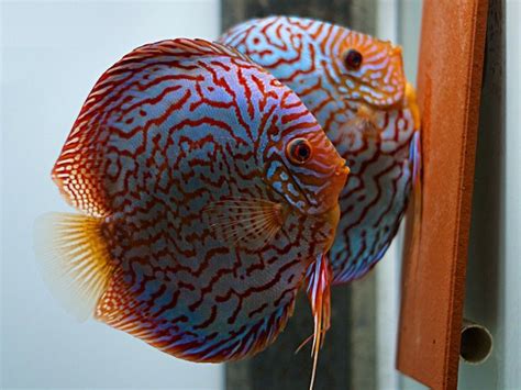 German Red Turquoise Discus Proven Breeding Pair To This