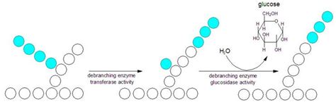 Glycogenolysis Pathway Steps Animation Stimulation Regulation