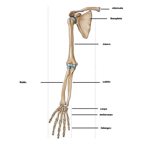 Bones Human Skull Bodybuilder Anatomy Bones Anatomy Bones Anatomy