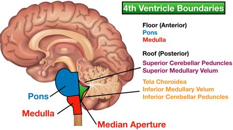Ventricles Of The Brain Labeled Anatomy Function Csf Flow Definition