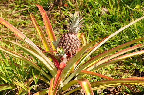 Flowering Pineapple Plant With A Young Pineapple Stock Photo Download