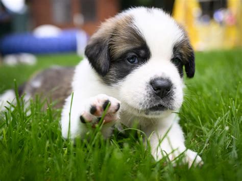 Mejor Edad Para Elegir A Tu Cachorro