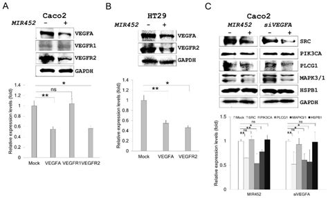 Expression Levels Of The Target And Downstream Genes In Download