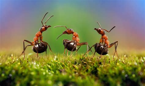 Under an Ant Attack? Here's Why | How to Get Rid of Ants