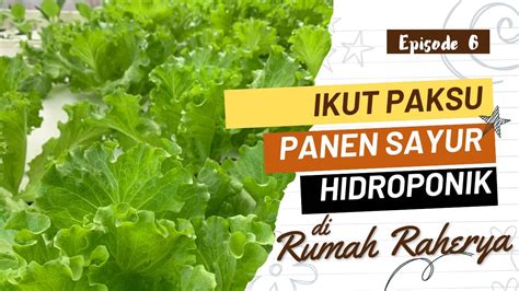 Cara Packing Sayur Hidroponik Selada Hidroponik Youtube