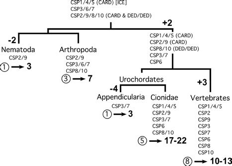 Evolution of the caspase families from Ecdysozoa to vertebrates Above... | Download Scientific ...