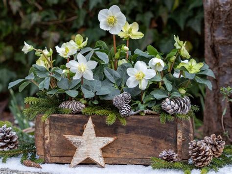 Winterblüher Diese 5 Pflanzen blühen pünktlich zu Weihnachten