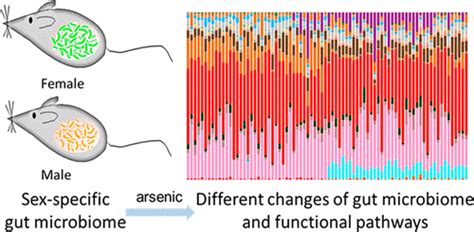 Sex Specific Effects Of Arsenic Exposure On The Trajectory And Function