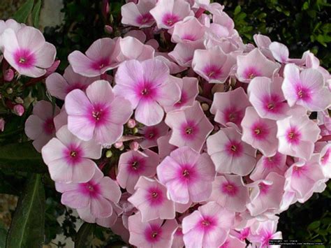 PlantFiles Pictures: Garden Phlox 'Bright Eyes' (Phlox paniculata) by yvana