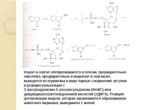 Презентация Автолиз