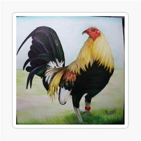 Rooster Fighting Turned Sticker By RenatoGuzman Redbubble