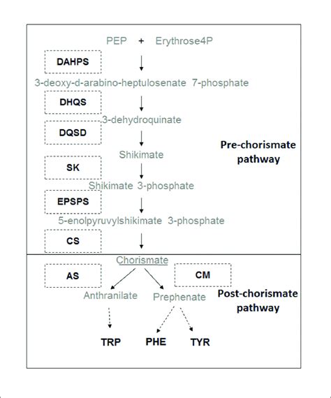 Biosynthetic Pathway Of Aromatic Amino Acids Aaas Consecutive Download Scientific Diagram