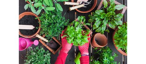 Astuces Pour Cultiver Un Potager Luxuriant Sur Votre Balcon Ma