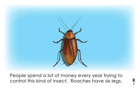 How Many Legs Do Insects Have?: wilbooks.com