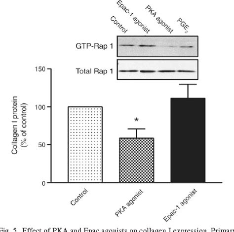 Figure From Prostaglandin E Inhibits Collagen Expression And