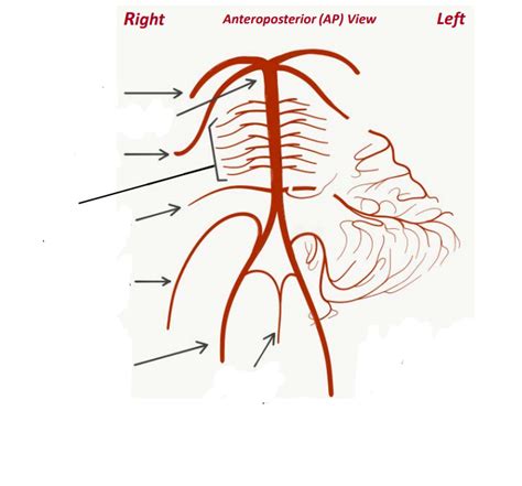 Vertebrobasilar System Diagram Quizlet