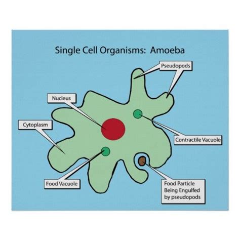 Single Cell Organisms Amoeba Classroom Posters Science Poster Homeschool Science