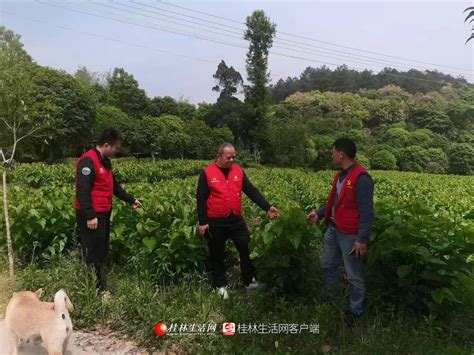 考察学习谋发展 拓展思路促振兴 葡萄镇陵陂村委驻村工作队外出考察学习 桂林生活网新闻中心