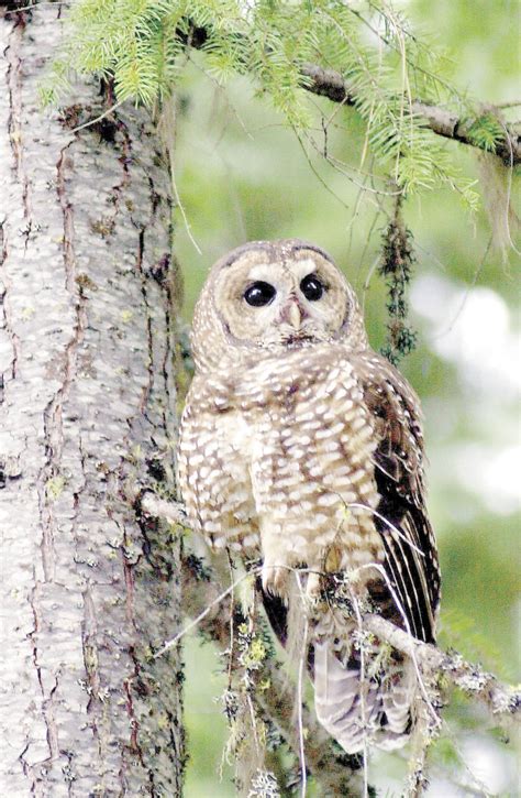 Appeals court restores lumber companies’ challenge to spotted owl ...