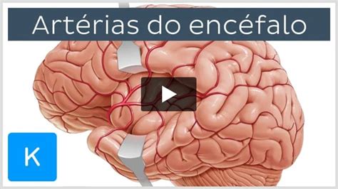 Vascularização do encéfalo | Kenhub