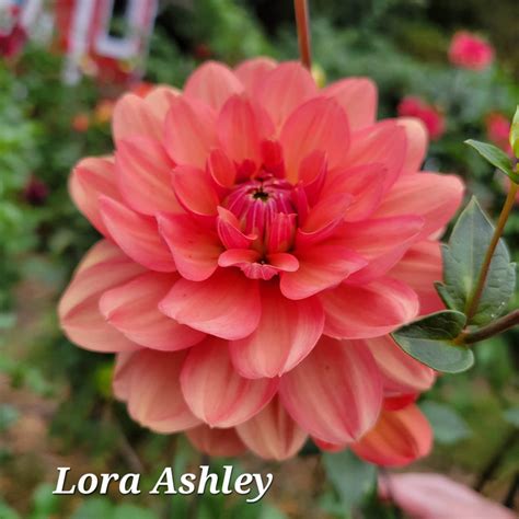 Products Page 4 Newberry Hill Dahlias