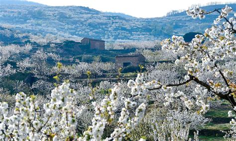 Claves Para Disfrutar Del Valle Del Jerte Y Sus Cerezos En Flor