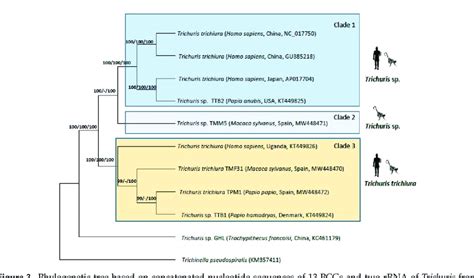 Phylogenetic Tree Based On Concatenated Nucleotide Sequences Of 13 Pcgs Download Scientific