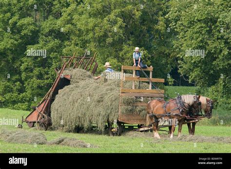 Amish men harvesting Hay with horse drawn wagon. Kenton, Ohio Stock Photo, Royalty Free Image ...