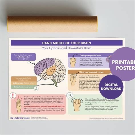 Brain Hand Model Poster - Etsy