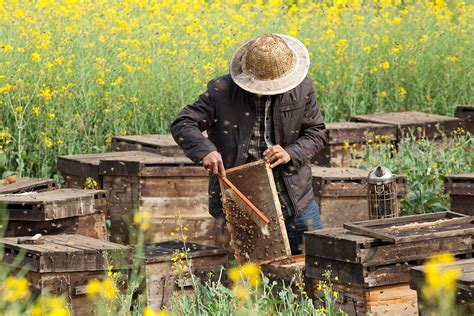 The Apiary :: Behance