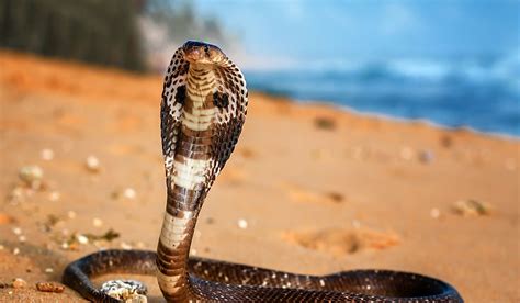 8 Interesting Facts About The King Cobra Worldatlas