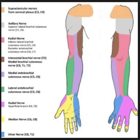 Cubital Fossa And Anterior Forearm OINAs Flashcards Quizlet