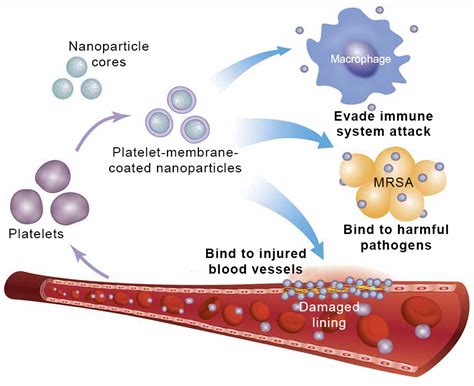 Targeted drug delivery with these nanoparticles can make medicines more ...