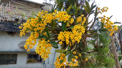 Dendrobium Chrysotoxum Orquidário Florália