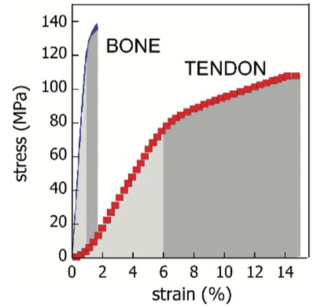 Typical Stress Strain Curves For Mouse Tail Tendon [8] And For Download Scientific Diagram